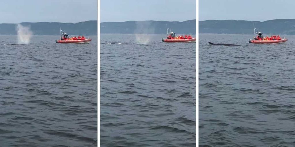 Tadoussac whale watching Intimate encounter
