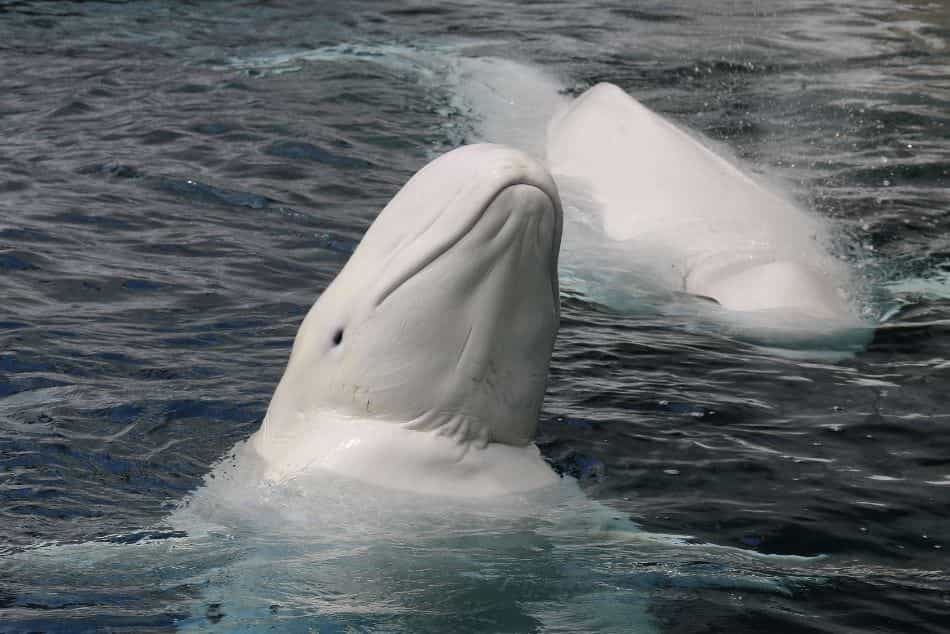 beluga-whale-delphinapterus-leucas