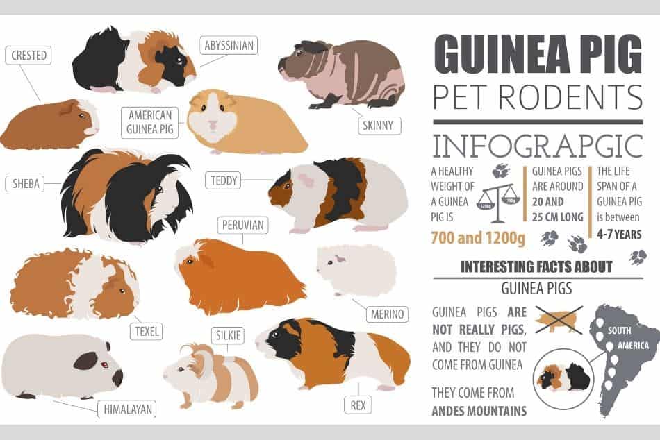 breeds of guinea pig infographic