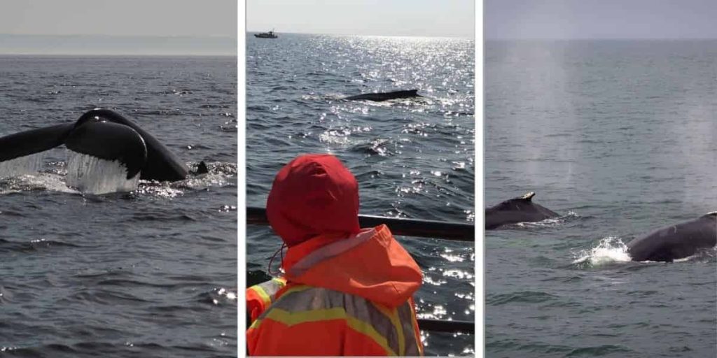 humpback-whale-Flip tail-whale watching-whale-back-evaporating-water