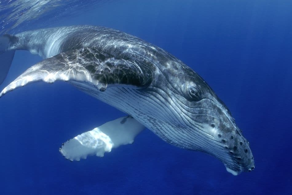 humpback-whale-swimming-on-clear-blue