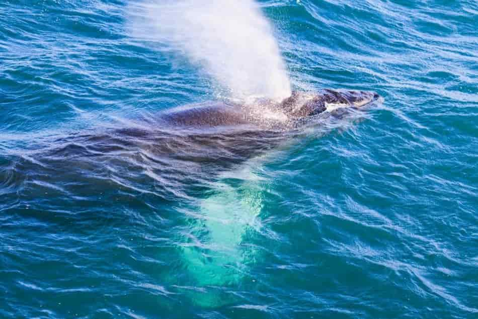 whale Bowing out water ocean