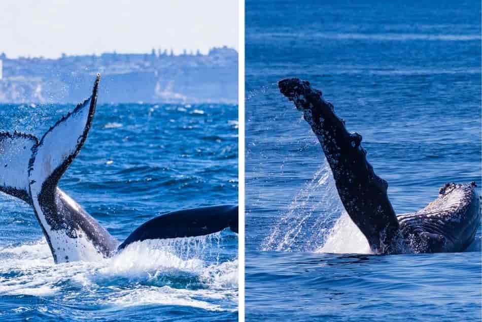 whale slapping fins tails
